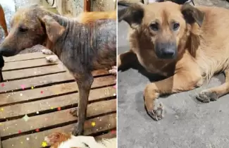 perrito-2