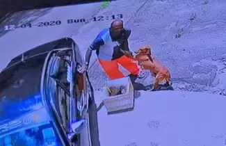 perrita
