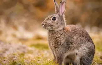 conejo