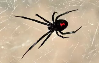 Viuda-Negra-arana