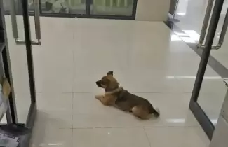perro-hospital