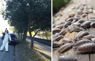 plaga-cochinillos