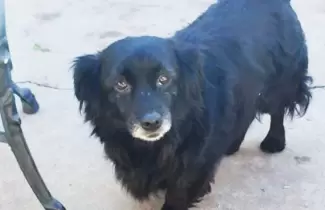 perra-perdida