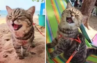 gatita-feliz