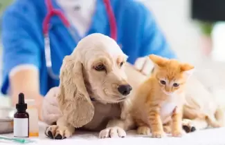 perro-y-gato