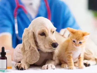perro-y-gato