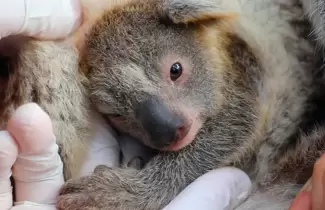 koala-