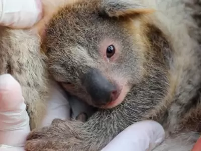 koala-
