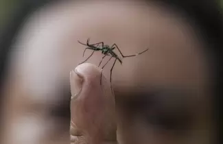 dengue