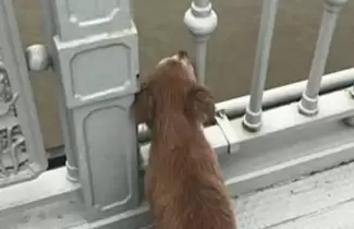 perro-china