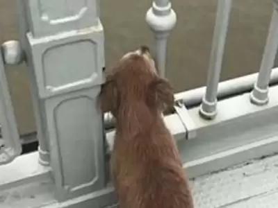 perro-china