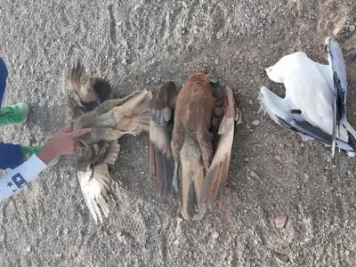 aves-muertas