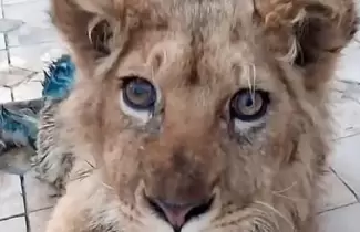 simba-ok