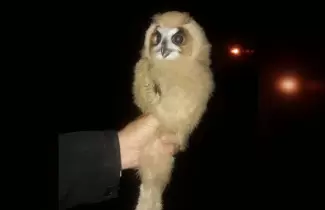 buho