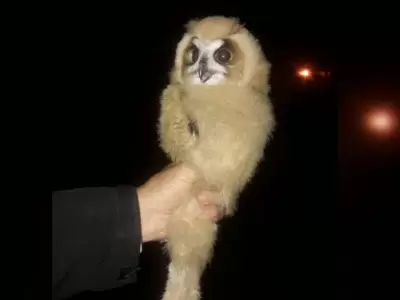 buho