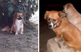 perrito-perdido