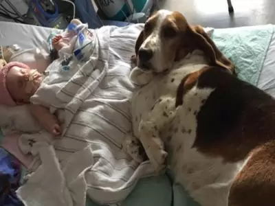 perritos-con-bebe-