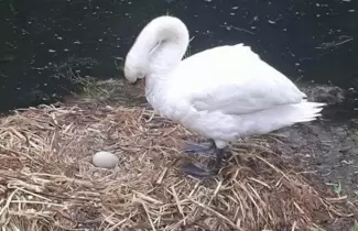 cisne-
