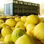 La producción de limón en Jujuy se recupera: mejores precios y más oportunidades para los productores