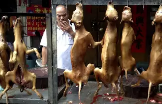 china-perros