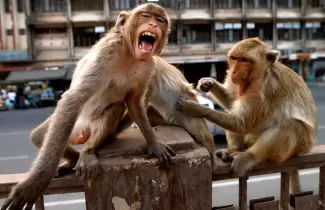 monos-tailandia