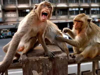 monos-tailandia
