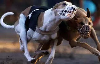 perros-galgos