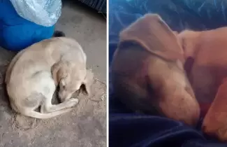 perritas-