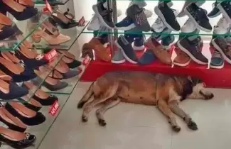 perro-zapateria-