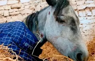 pony