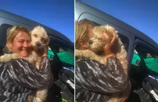 GABI-PERRITO-PERDIDO