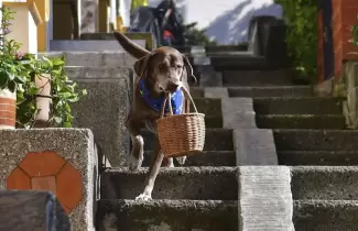 delivery-perro