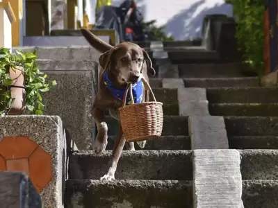 delivery-perro