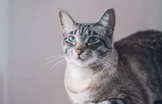 gatito-viral