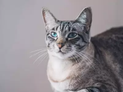 gatito-viral