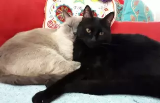 gatito