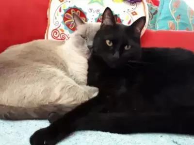 gatito