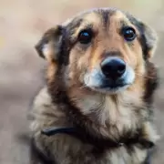 Se realizar una feria de adopcin de mascotas en el parque Xibi - Xibi