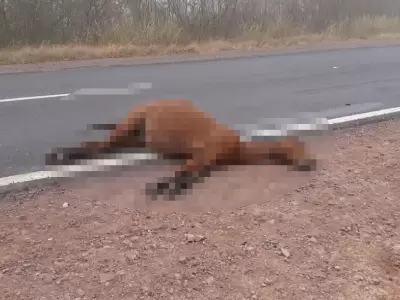 caballo-accidete
