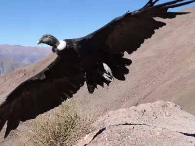 yachay-condor