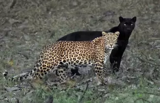 leoparda-y-pantera