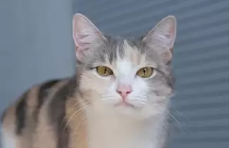 gato-1