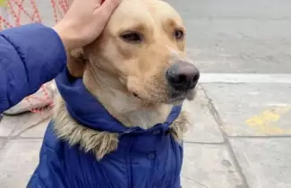perrito