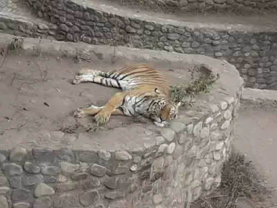 animal-zoo