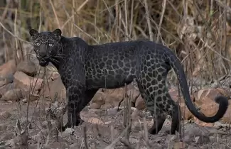 leopardo-negro