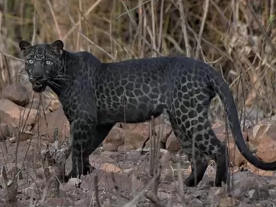 leopardo-negro
