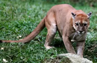 puma