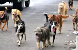 perros