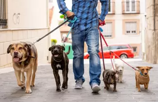 pasear-perro-2
