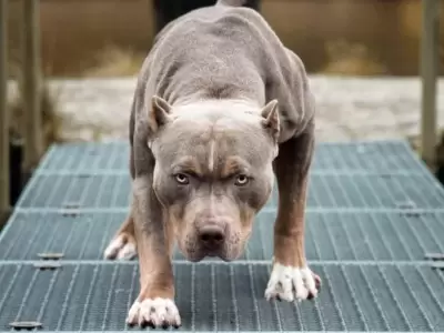 pitbull